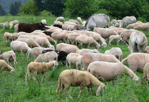 flock with many white shorn sheep without fleece after shearing and two donkeys on the green meadow in the mountains in summer