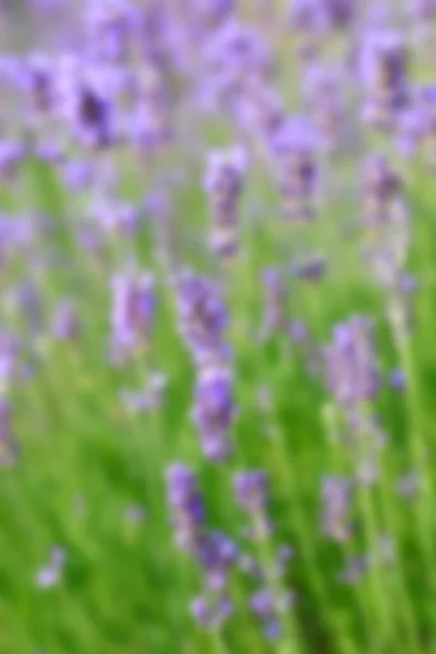 Absichtlich Verschwommene Lavendelblüten Ideal Als Natürliche Kulisse Sommer — Stockfoto