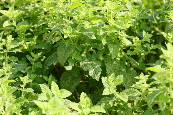 メリッサの多くの緑の葉もレモンバームと呼ばれる料理を味わうために地中海料理で広く使用されている芳香植物 — ストック写真