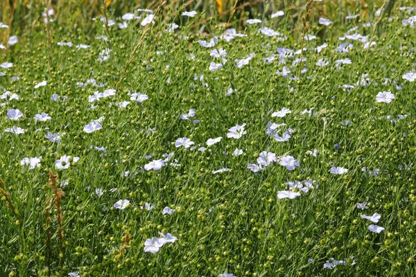 Molti Piccoli Fiori Lino Chiamato Anche Pallido Linum Primavera — Foto Stock