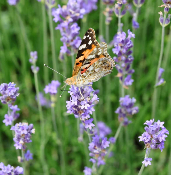 Papillon Orange Noir Appelé Vanessa Cardui Sur Fleur Lavandula Printemps — Photo