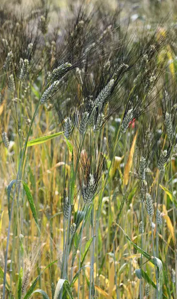 Редкие Колосья Пшеницы Итальянского Древнего Зерна Названием Senatore Cappelli Качество — стоковое фото
