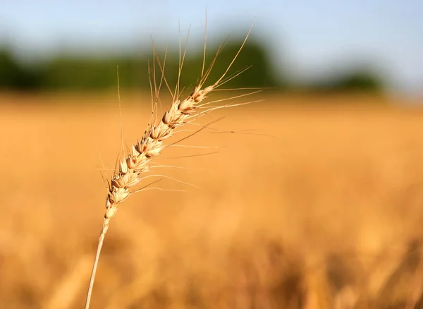 成熟小麦穗和背景下的耕地 — 图库照片