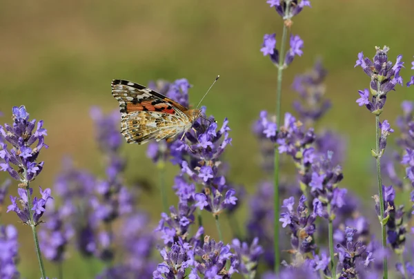 Borboleta Chamada Vanessa Cardui Senhora Pintada Nas Flores Lavanda Verão — Fotografia de Stock