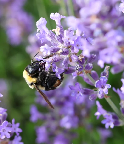 Macro Foto Van Grote Hommel Zuigt Nectar Uit Lavendel Bloem — Stockfoto