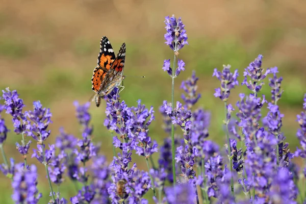 夏にラベンダーの花でVanessa Carduiまたは絵画の女性と呼ばれるオレンジと黒の蝶 — ストック写真