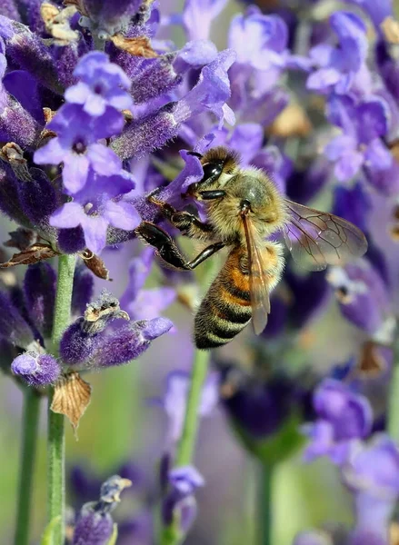 Macro Fotografie Zeer Close Van Grote Bee Terwijl Zuigen Nectar — Stockfoto