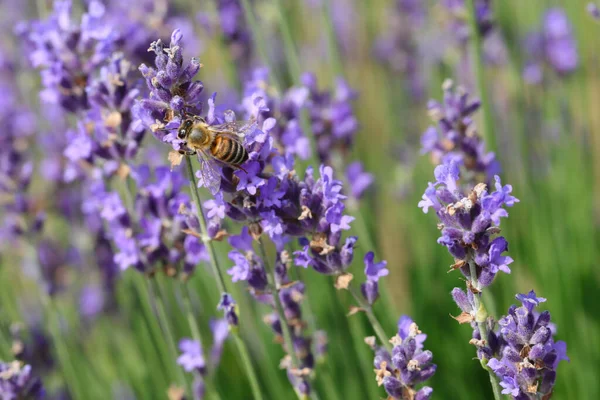 Pszczoła Wysysa Słodki Nektar Pachnących Kwiatów Lawendy Ogrodzie Wczesnym Latem — Zdjęcie stockowe