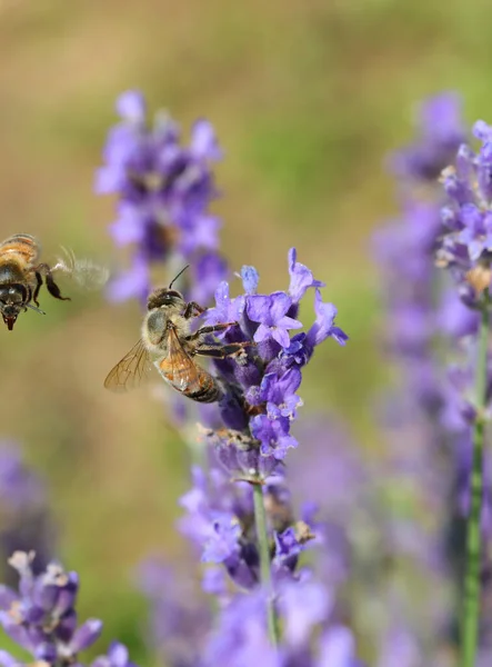 Bijen Tijdens Het Zuigen Nectar Lavendel Bloemen Een Andere Bij — Stockfoto