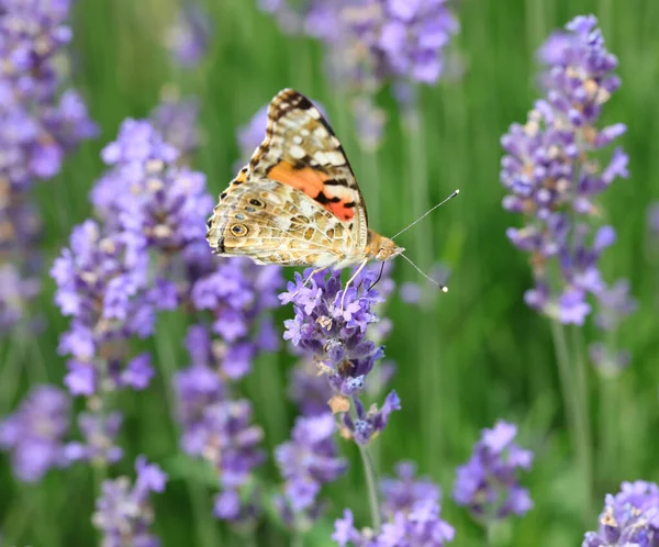 Fjäril Kallas Vanessa Cardui Lavandula Blomma Våren — Stockfoto