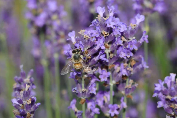 Abeja Las Flores Lavanda Para Chupar Néctar Dulce Principios Verano —  Fotos de Stock