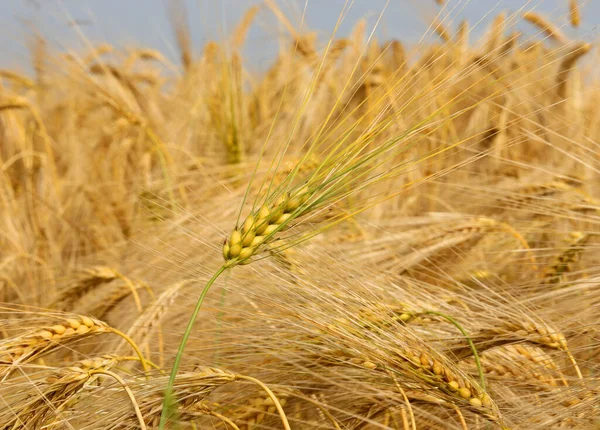 Bijna Rijpe Oren Het Cultuurveld Van Gele Tarwe Zomer — Stockfoto