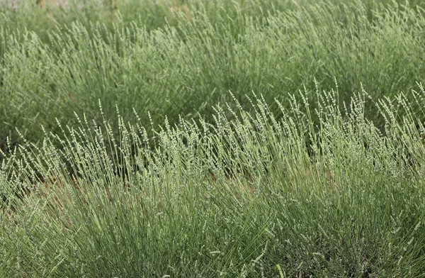 Arbustos Lavanda Perfumada Campo Cultivado Para Produção Óleo Essencial — Fotografia de Stock