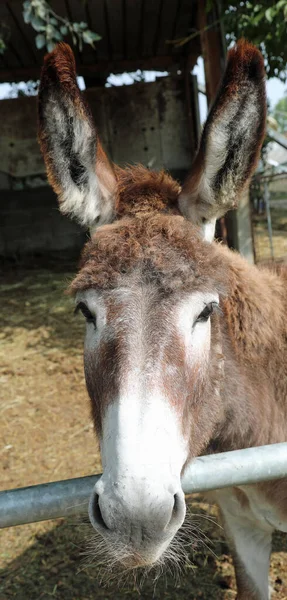 Donkey Big Sweet Eyes Very Long Ears Braying Paddock Farm — Stock Photo, Image
