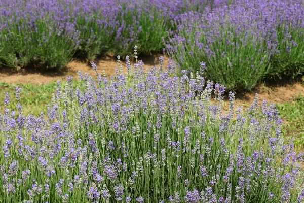 Paarse Plantenstruiken Van Geurige Lavendel Bloeiperiode Het Veld Voor Productie — Stockfoto