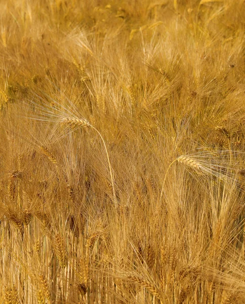Background Yellow Ears Wheat Field Summer — Stock Photo, Image