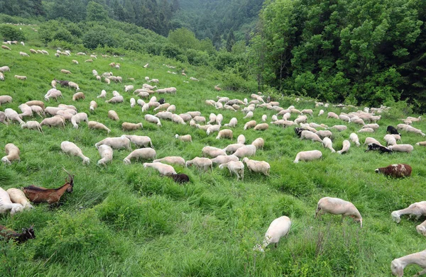 Troupeau Moutons Blancs Tondus Sans Toison Après Tonte Quelques Chèvres — Photo