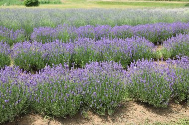 Cultivated field of Lavender Flowers in summer without people clipart