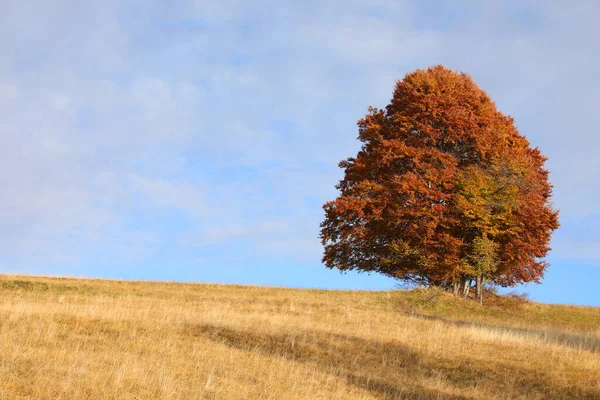 Izolovaný Strom Kopci Spoustou Suchých Jasně Červených Listů Suché Louky — Stock fotografie