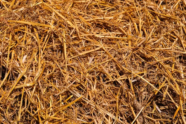 Yellow Background Dry Grass Straw Very Hard Hay Ideal Backdrop — Stock Photo, Image