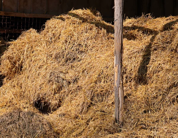 Paglia Fieno Fienile Che Serve Nutrire Bestiame — Foto Stock