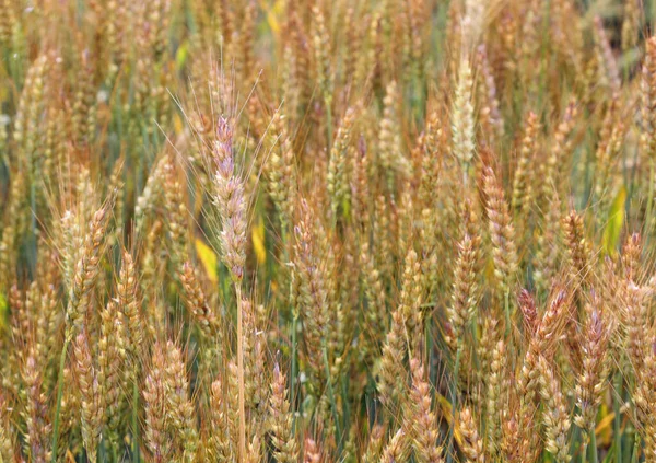 Fond Épis Mûrs Blé Dans Champ Été — Photo