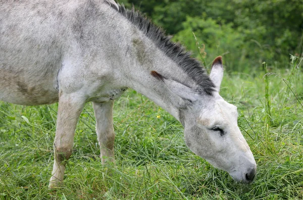 Young Donkey Grazing Grass Closed Eyes Long Ears — Stock Photo, Image