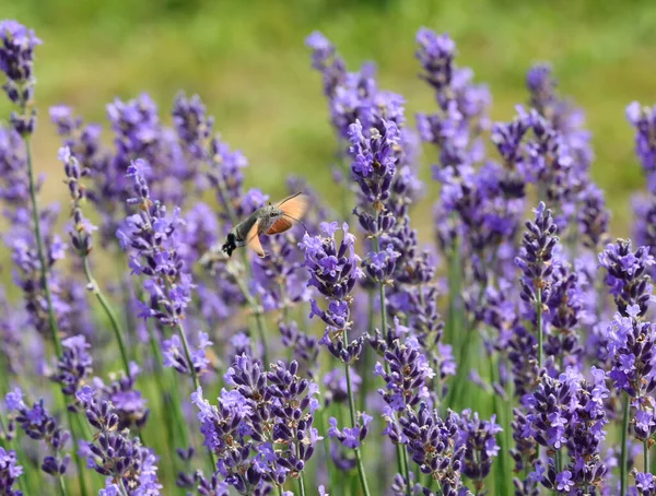 Flug Eines Schmetterlings Namens Falkenfalter Beim Nektarsaugen Der Duftenden Lavendelblüte — Stockfoto