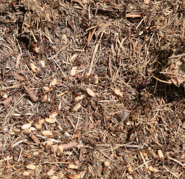 Yüzlerce karınca yuvalarını yok eden istilacıların saldırısına karşı büyük yumurtalarını koruyor.