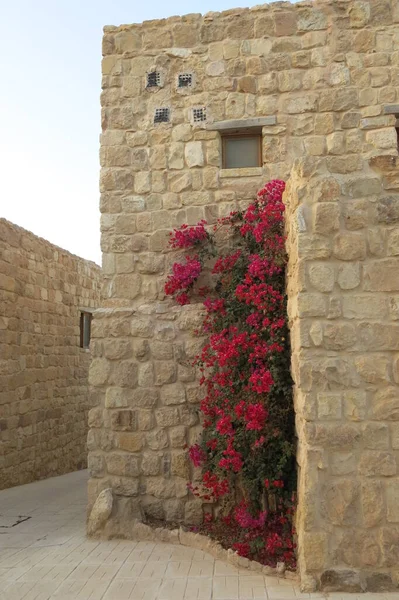 Köydeki Bir Arap Evinin Taşlarından Yapılmış Duvardaki Kırmızı Çiçekler — Stok fotoğraf