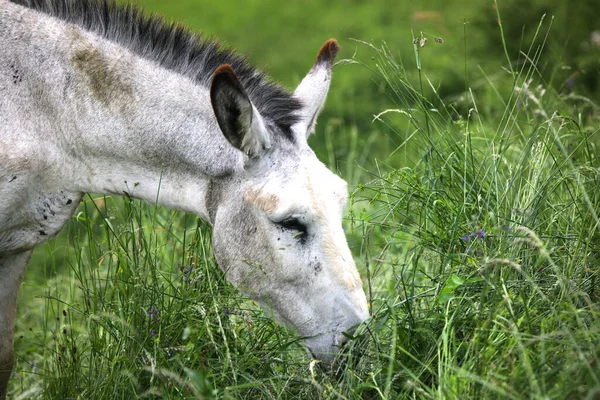 young donkey grazing the grass with black eyes and long ears