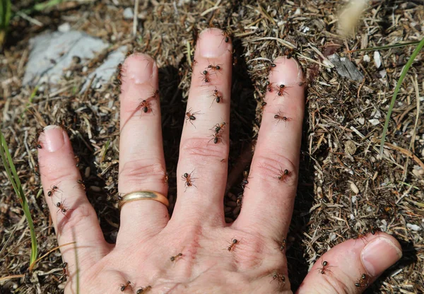 Mão Pessoa Coberta Com Formigas Ferozes Que Picam Para Defender — Fotografia de Stock