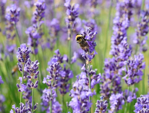 Big Bumblebee Insect Sucking Sweet Nectar Blossoming Flowers Fragrant Lanvanda — Stockfoto