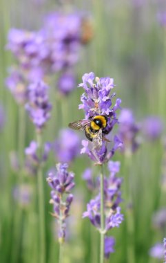 Yaban arısı, lavandula çiçekleri üzerinde bahar aylarında nektar emen bir böcek türüdür.