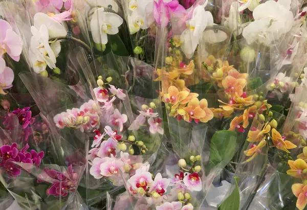 Букеты Цветов Орхидеи Продажу Флориста Рынке — стоковое фото