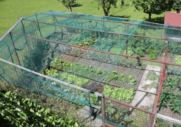 Овощной Сад Салатом Овощами Защищенными Большой Зеленой Противоградовой Сетью Защиты — стоковое фото