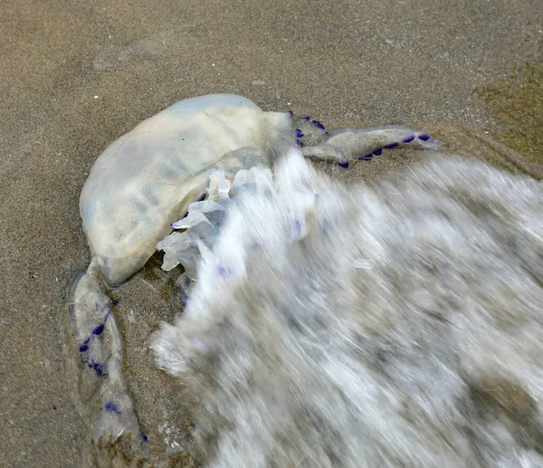 Beached Big Jellyfish Many Dangerous Stinging Tentacles Wave Sea — Stockfoto