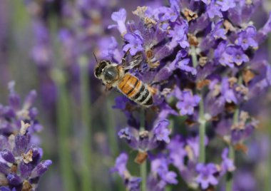 Lavanta çiçeklerinde nektar emerken turuncu ve siyah arı