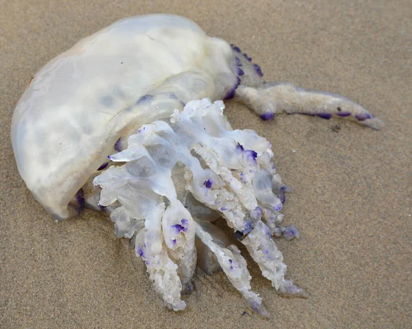 Big Jellyfish Sand Beach Many Tentacles — Stockfoto