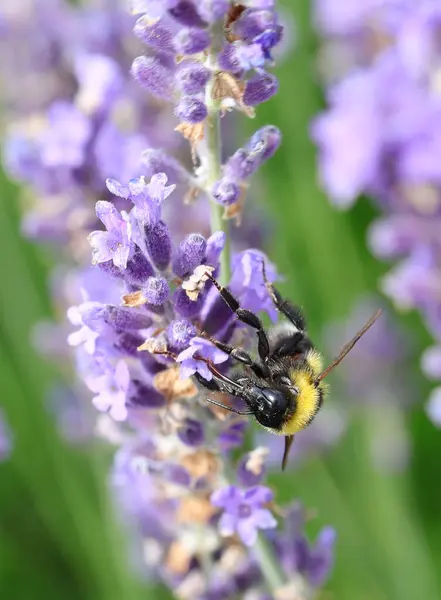 Bumblebee Also Called Bombus Terrestris While Sucking Nectar Lavender Flowers — Stockfoto