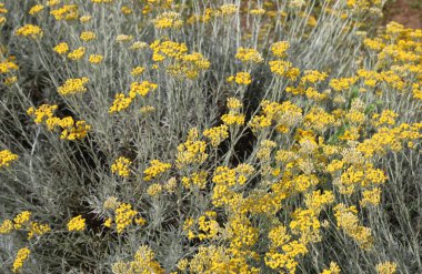 Helicrisus çiçeklerinin bitkileri de Helichrysum italicum olarak adlandırılır.