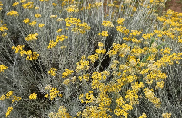 Plants Helicrisus Flowers Also Called Helichrysum Italicum Garden Used Cuisine — Stockfoto