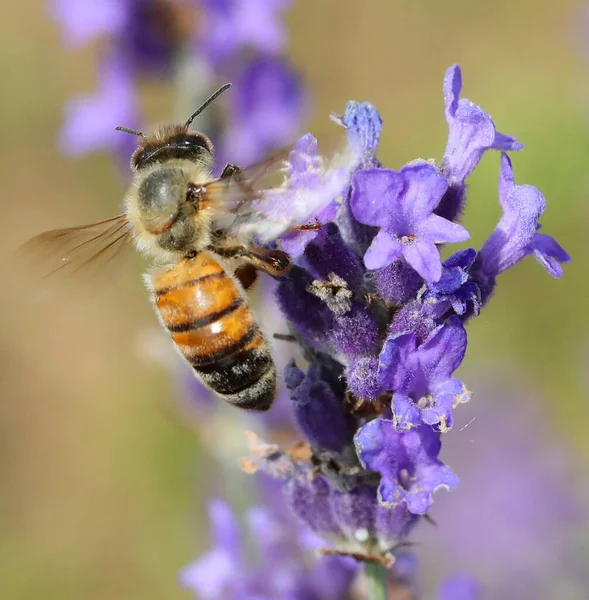 Orange Black Bee While Sucking Lavender Flowers Spring — Stockfoto