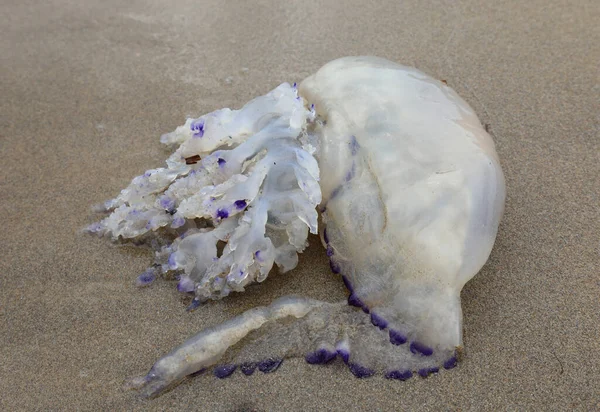 Beached Jellyfish Many Dangerous Stinging Tentacles Seashore — Stockfoto