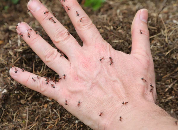 Tingling Hand Caused Dozens Many Ants Biting Defend Anthill Aggressor — Fotografia de Stock