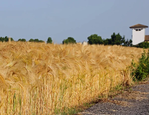Field Ripe Wheat Blondes Ears Ready Overalls Early Summer Farm — ストック写真