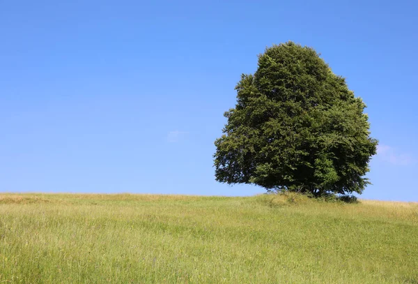 Relaxing Simple Landscape Hill Green Grass Tree Thick Foliage — Foto de Stock