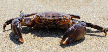 Büyük kırmızı yengeç, güçlü pençeleri ile kumlu kumda avını yakalar.