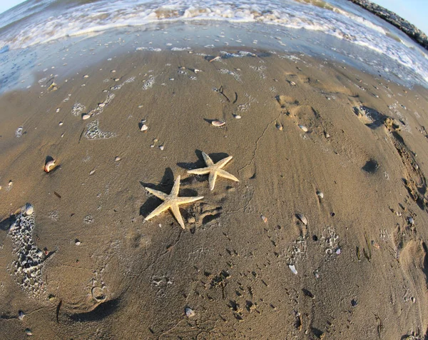 Two Starfish Seashore Beach Photographed Fisheye Lens — Stockfoto