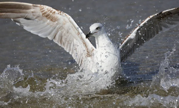 Чайка Распыляя Морскую Воду Крыльями Фотографируется Быстро — стоковое фото